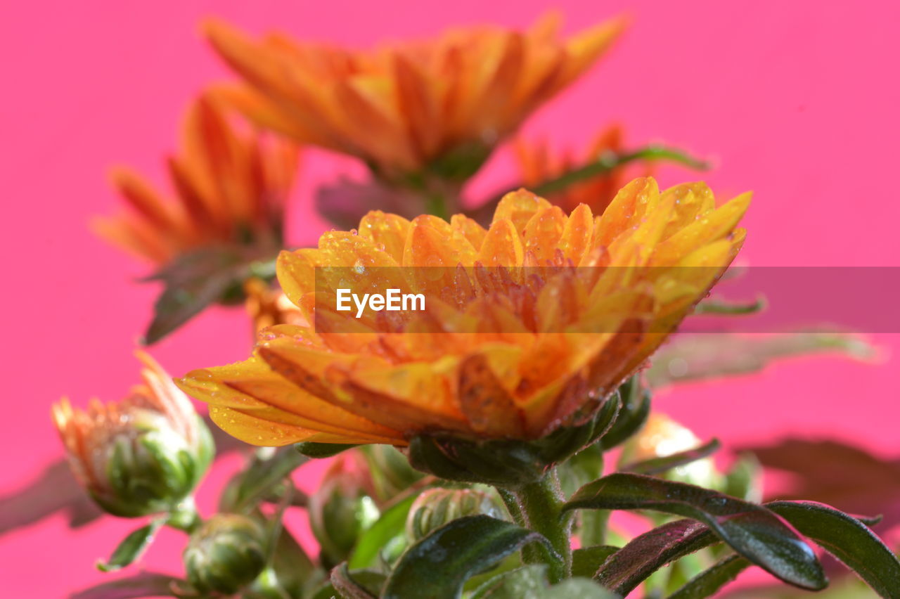 Close-up of orange day lily