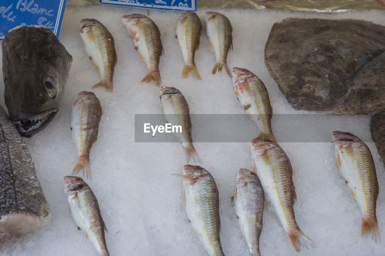 HIGH ANGLE VIEW OF FISH FOR SALE