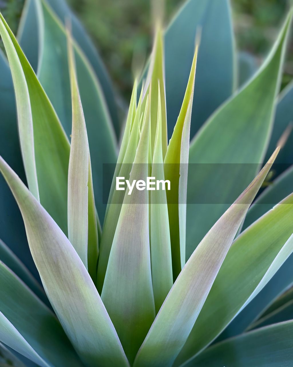 Close-up of succulent plant