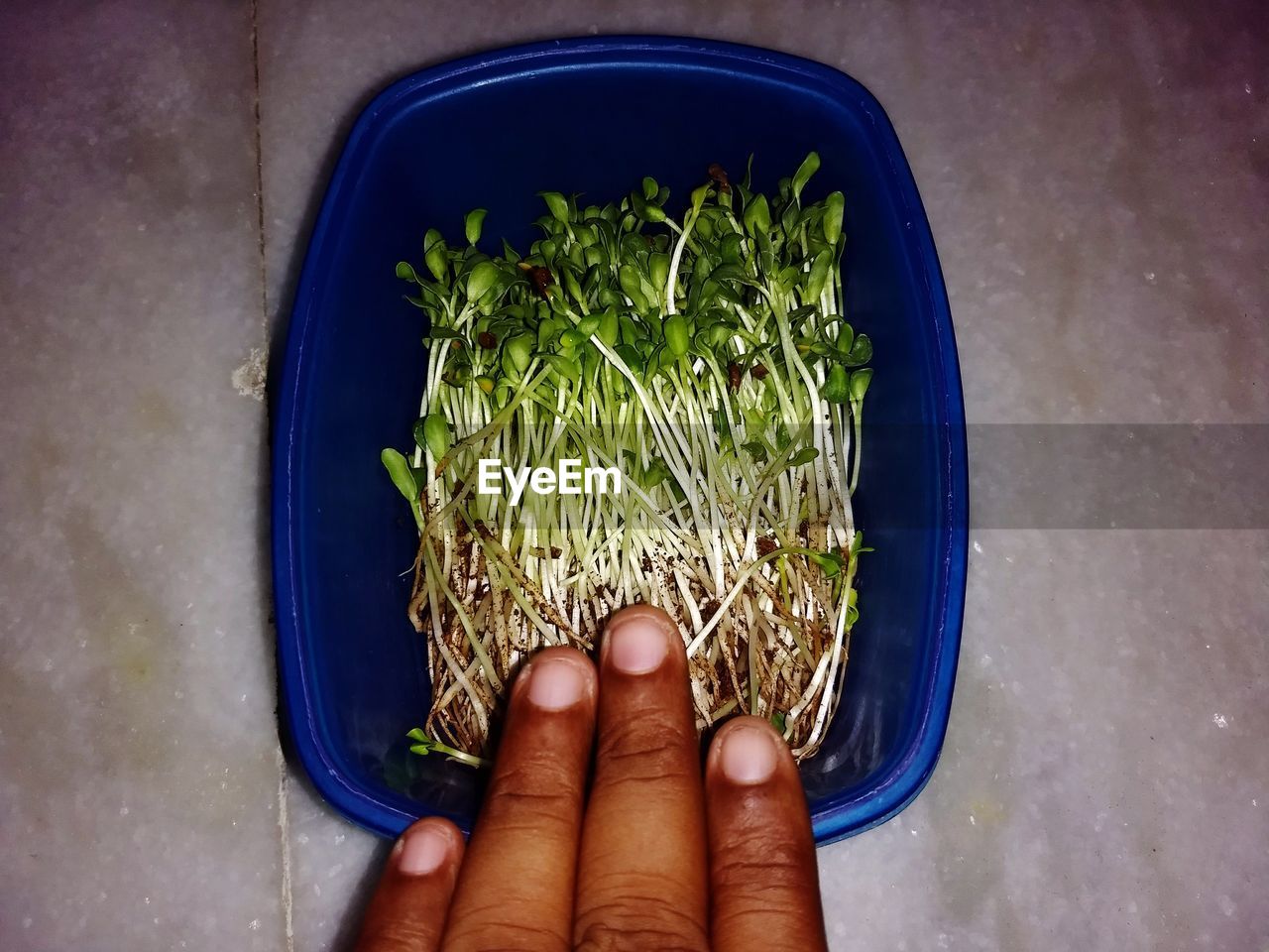 CLOSE-UP OF HAND HOLDING PLANT