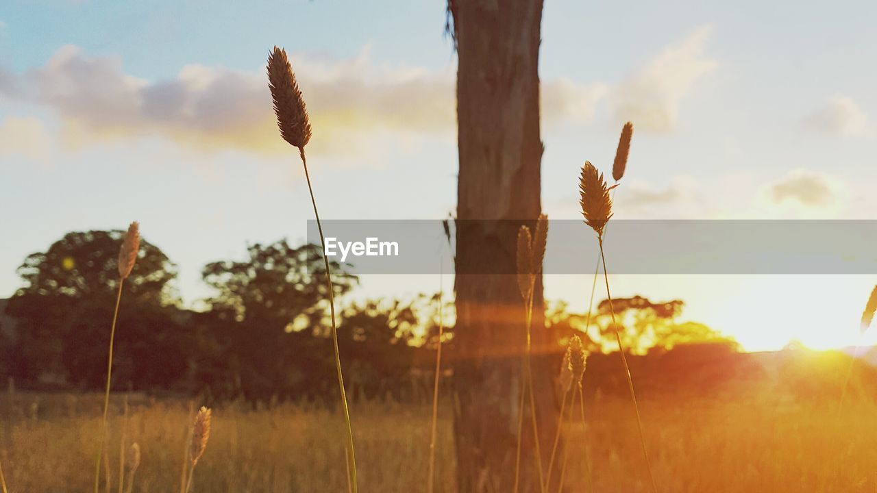 Close-up of plants on field against sky at sunset