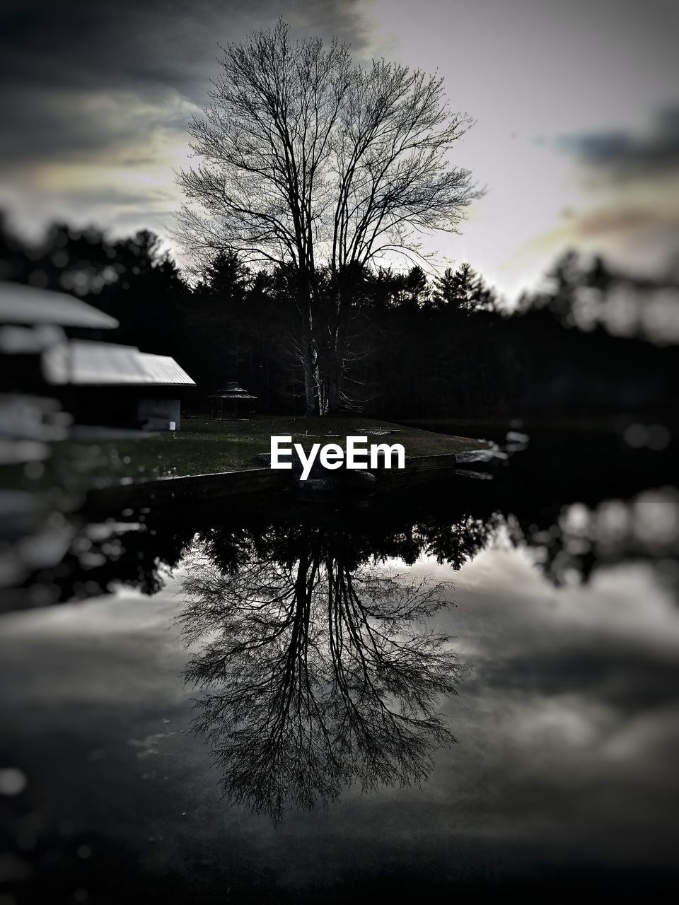 REFLECTION OF TREE IN LAKE AGAINST SKY