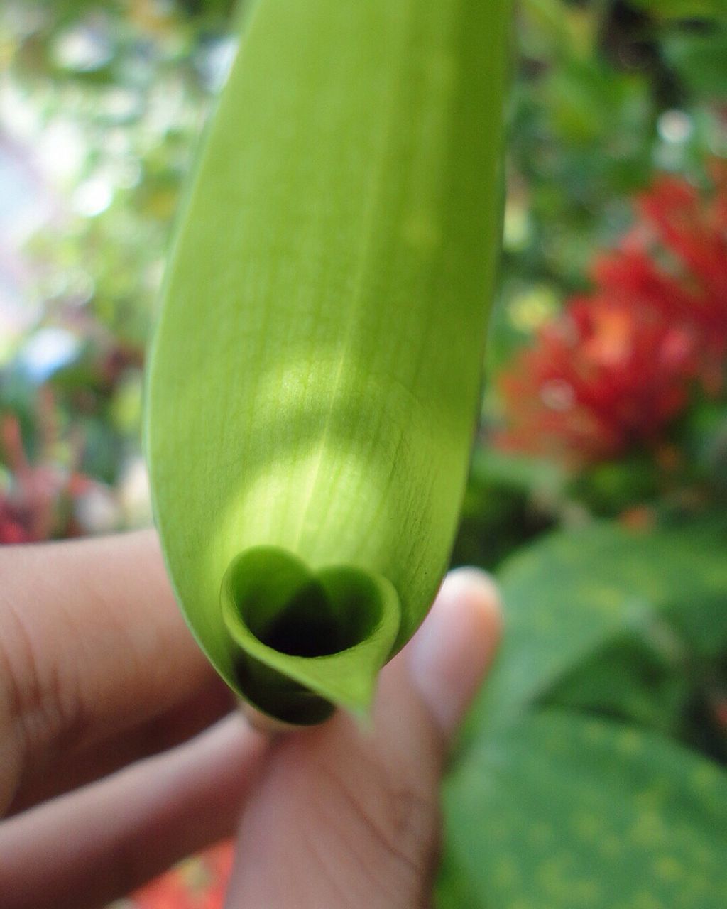 CROPPED IMAGE OF HAND HOLDING PLANT