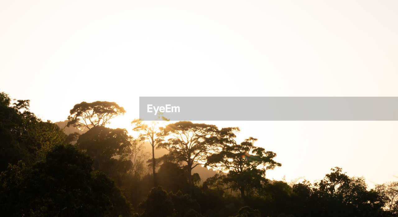 Low angle view of silhouette trees against clear sky