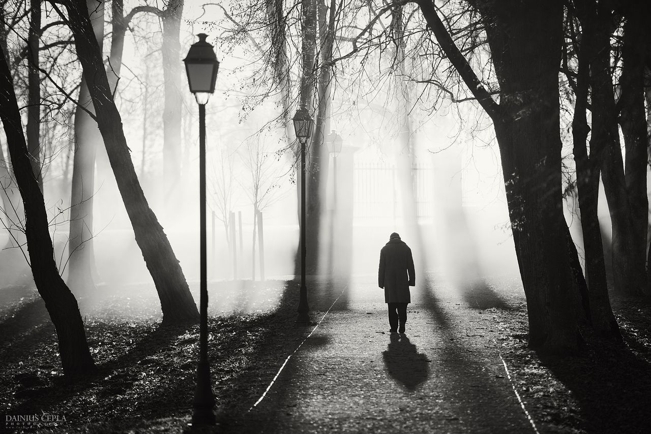 Rear view of man walking through fog in park