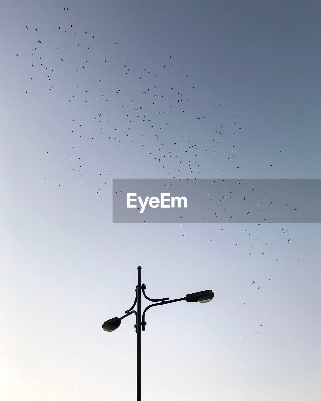 LOW ANGLE VIEW OF SILHOUETTE BIRDS FLYING IN SKY