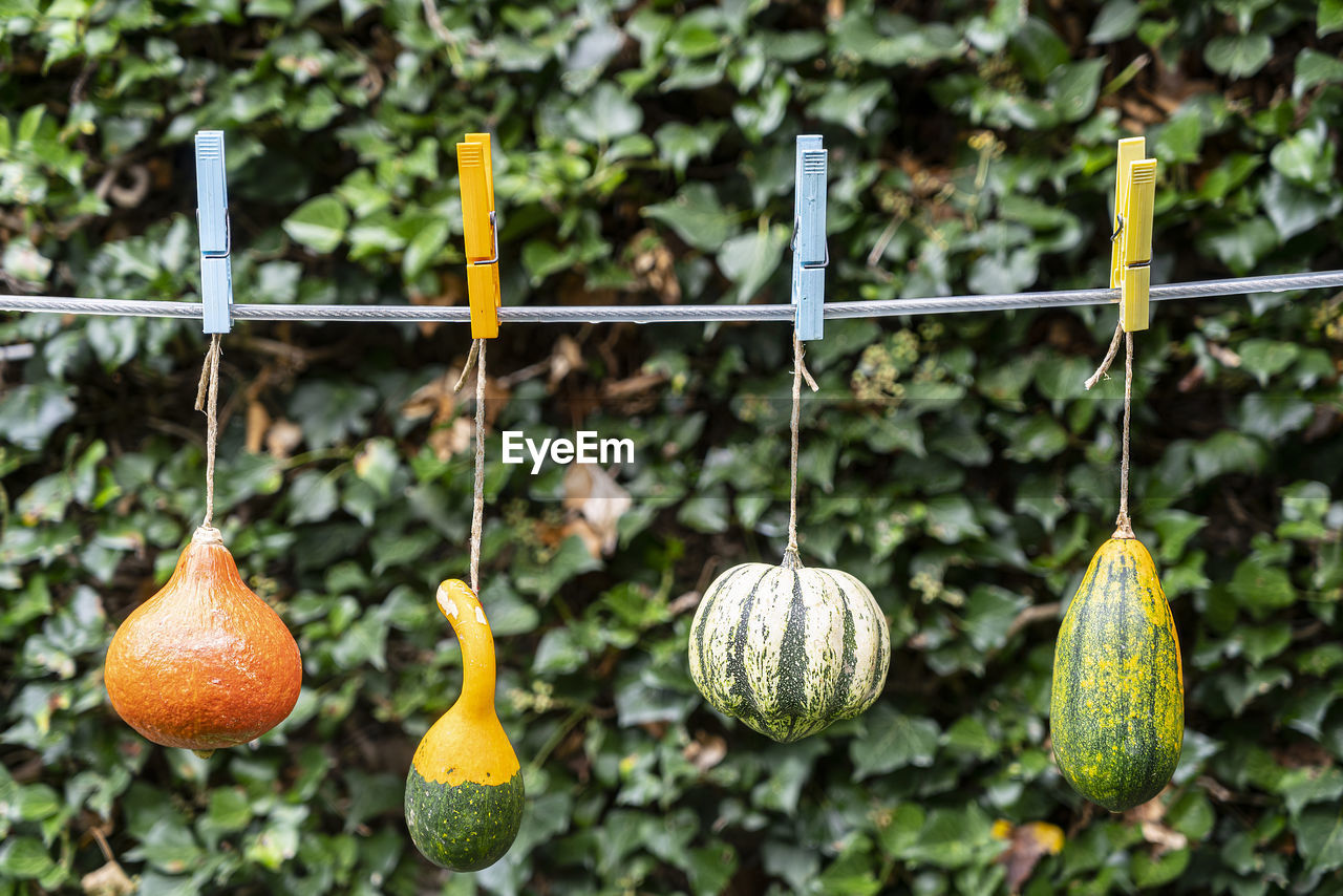 Small alcuine pumpkins hanging on a string outdoors