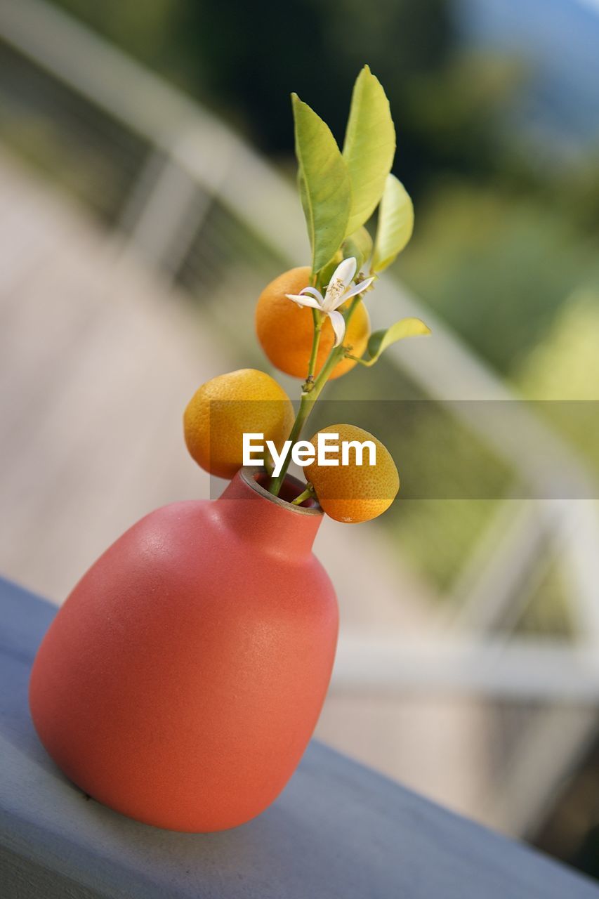 Tilt shot of citrus fruits in vase