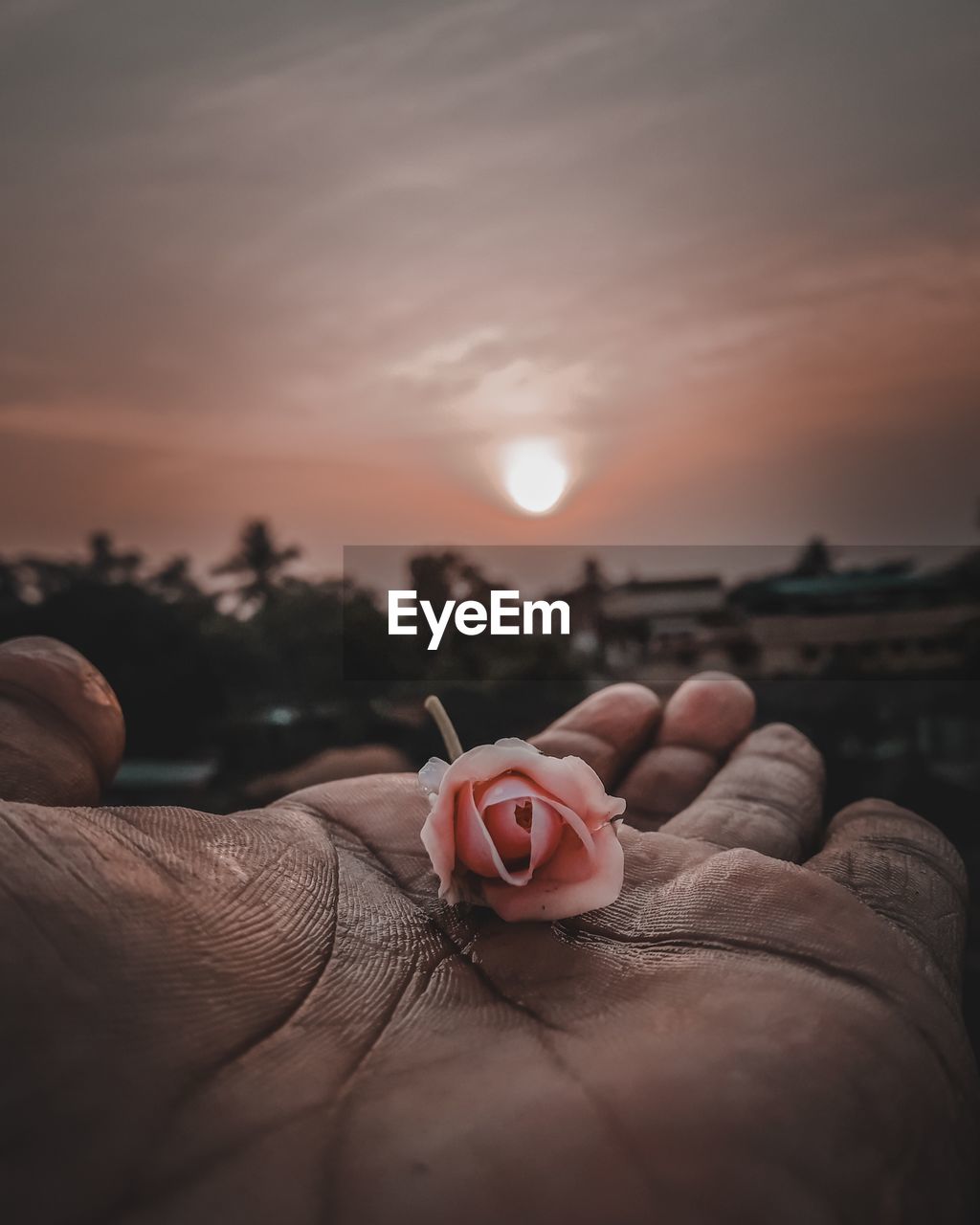 Close-up of hand holding plant against sky during sunset