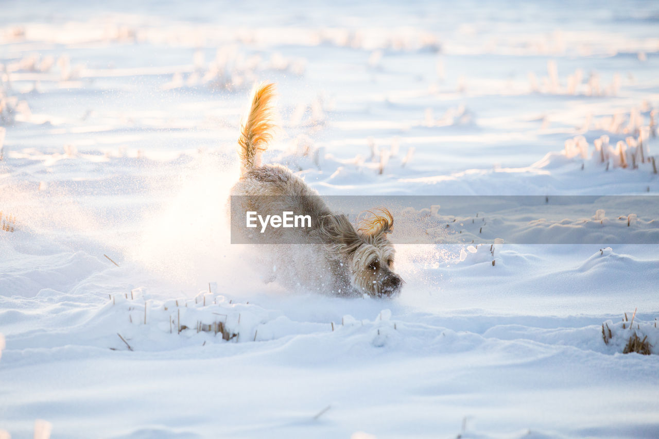 Dog running in snow