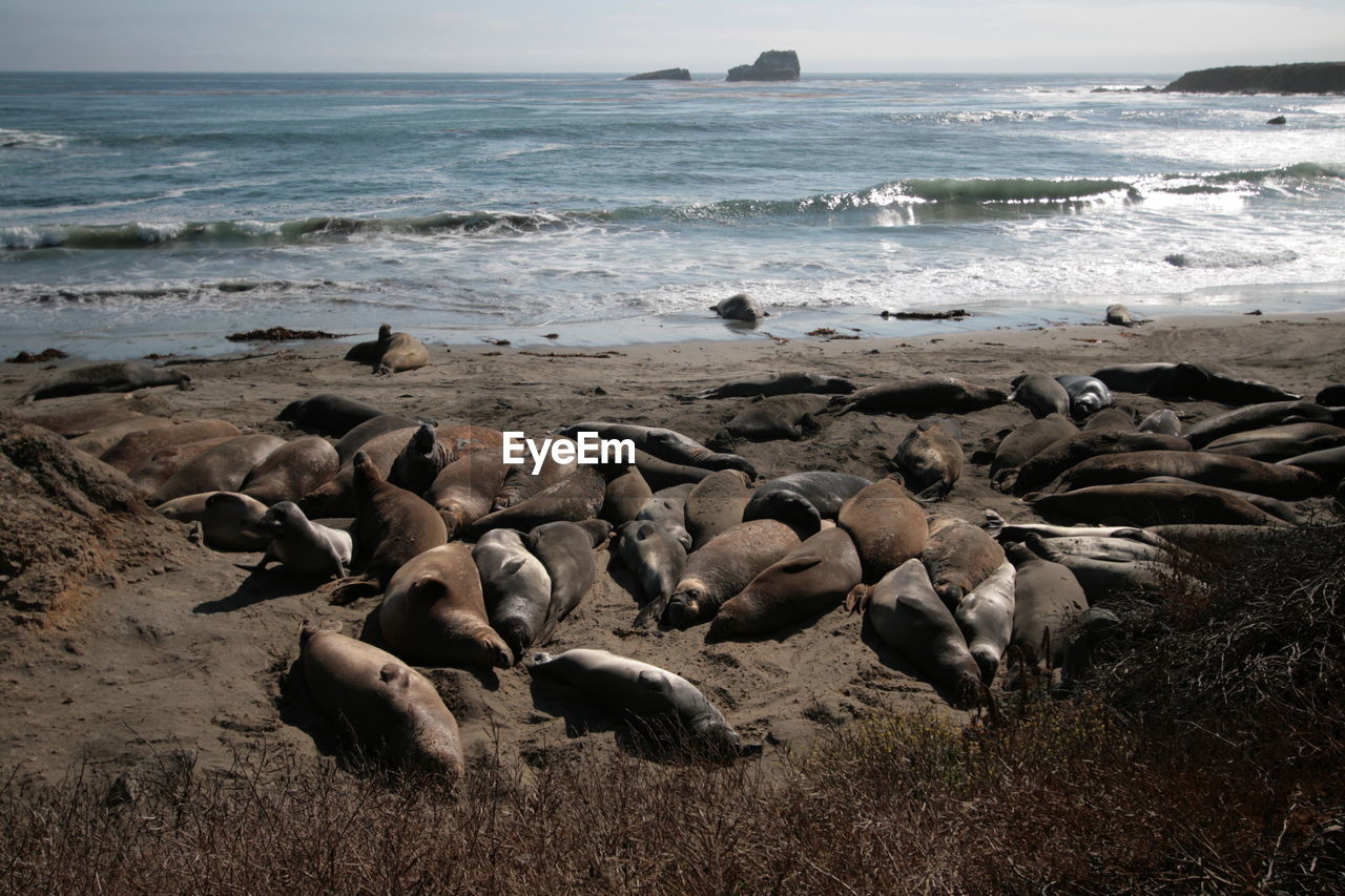 High angle view of aquatic mammals lying on shore at beach