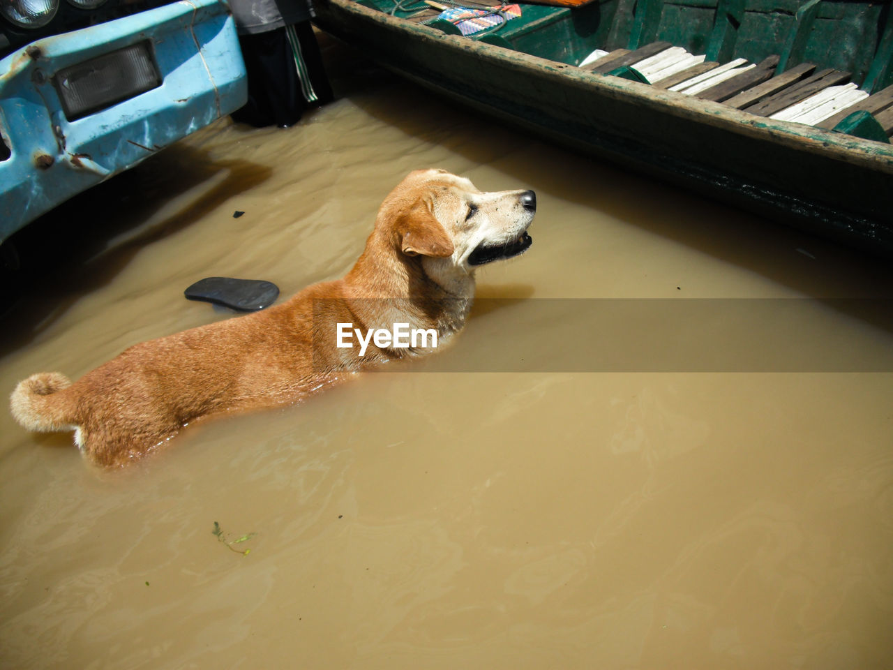 High angle view of dog in water