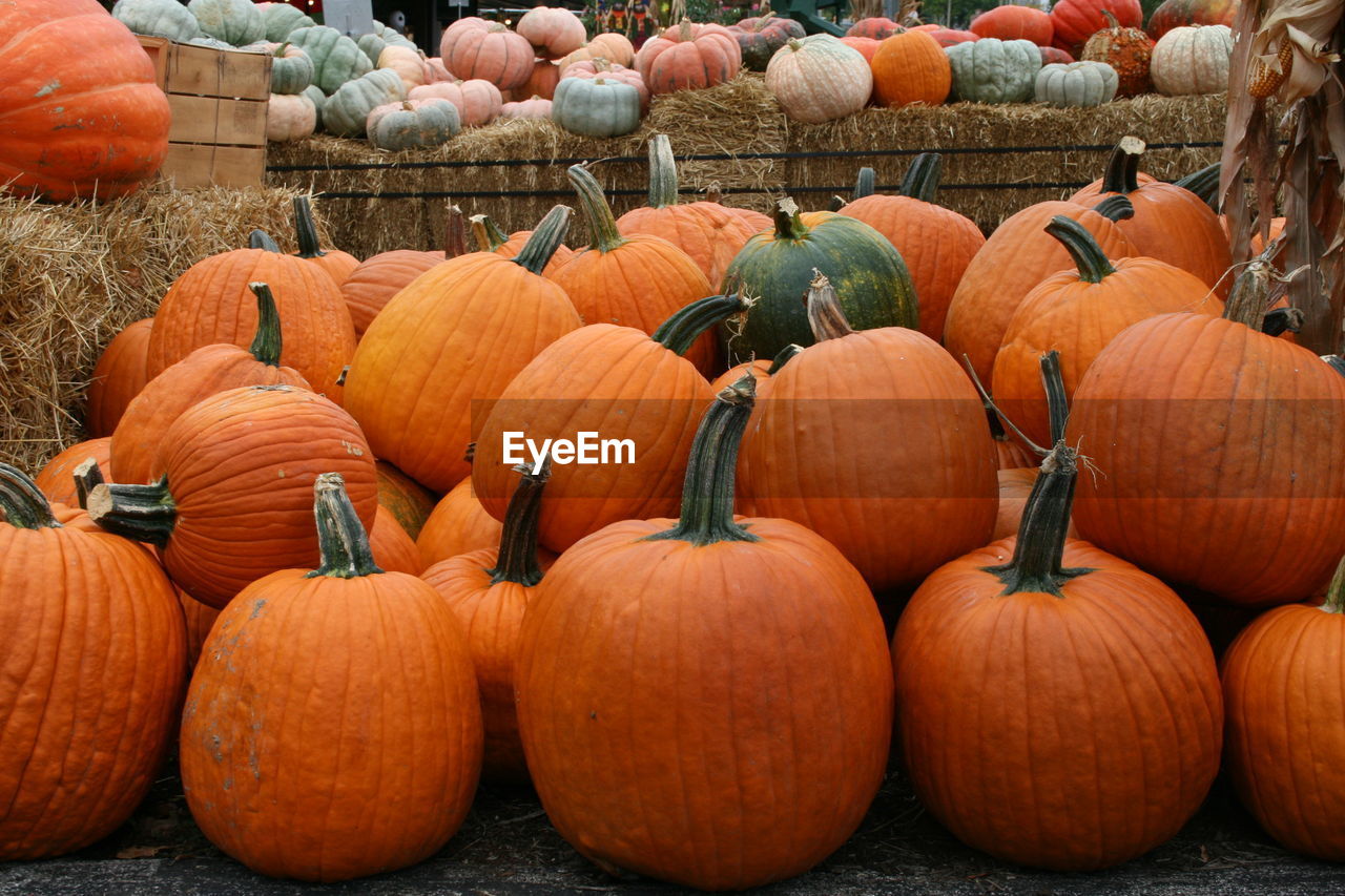 CLOSE-UP OF PUMPKINS IN MARKET STALL