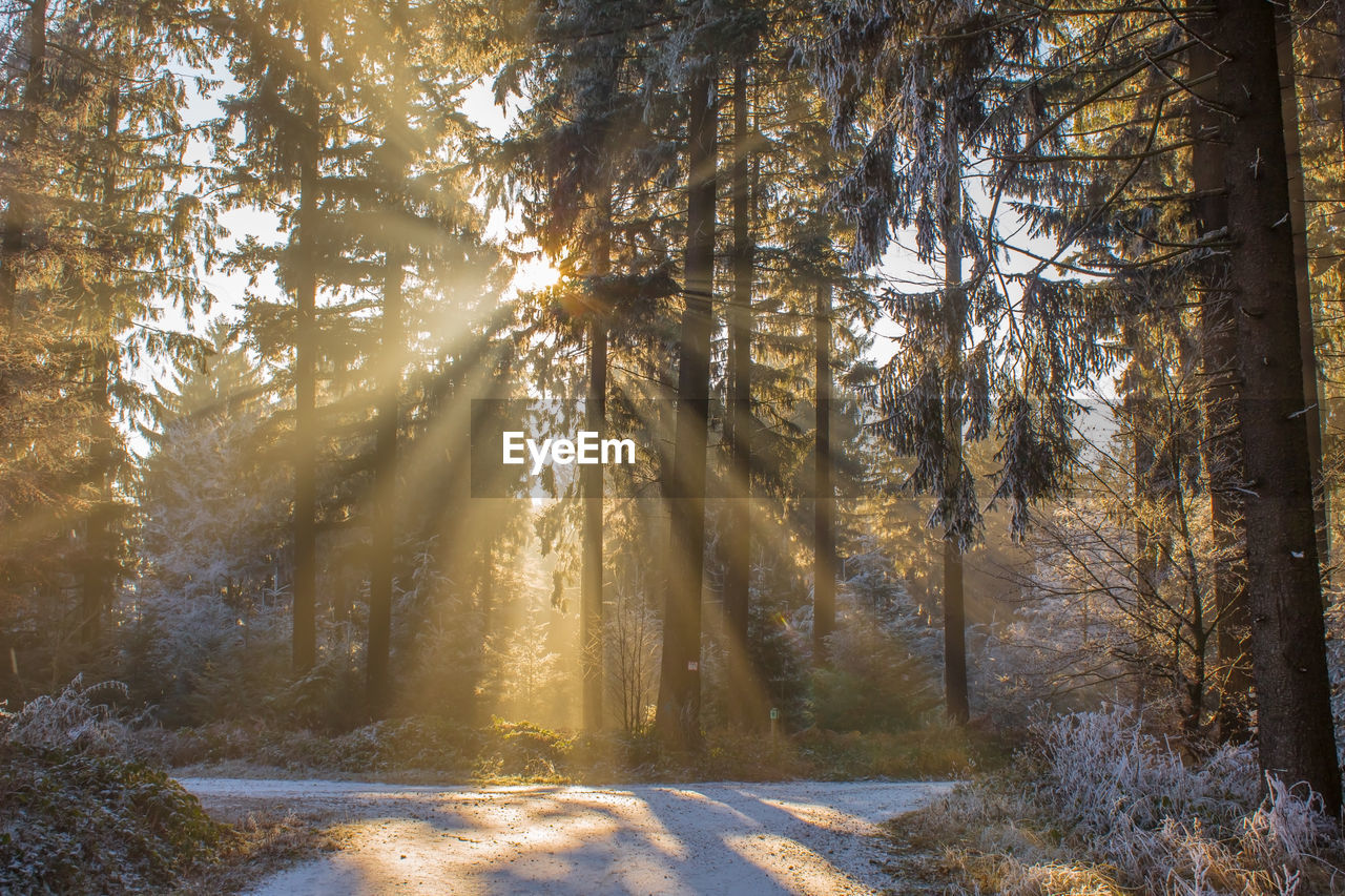 Sunlight streaming through trees in forest during winter