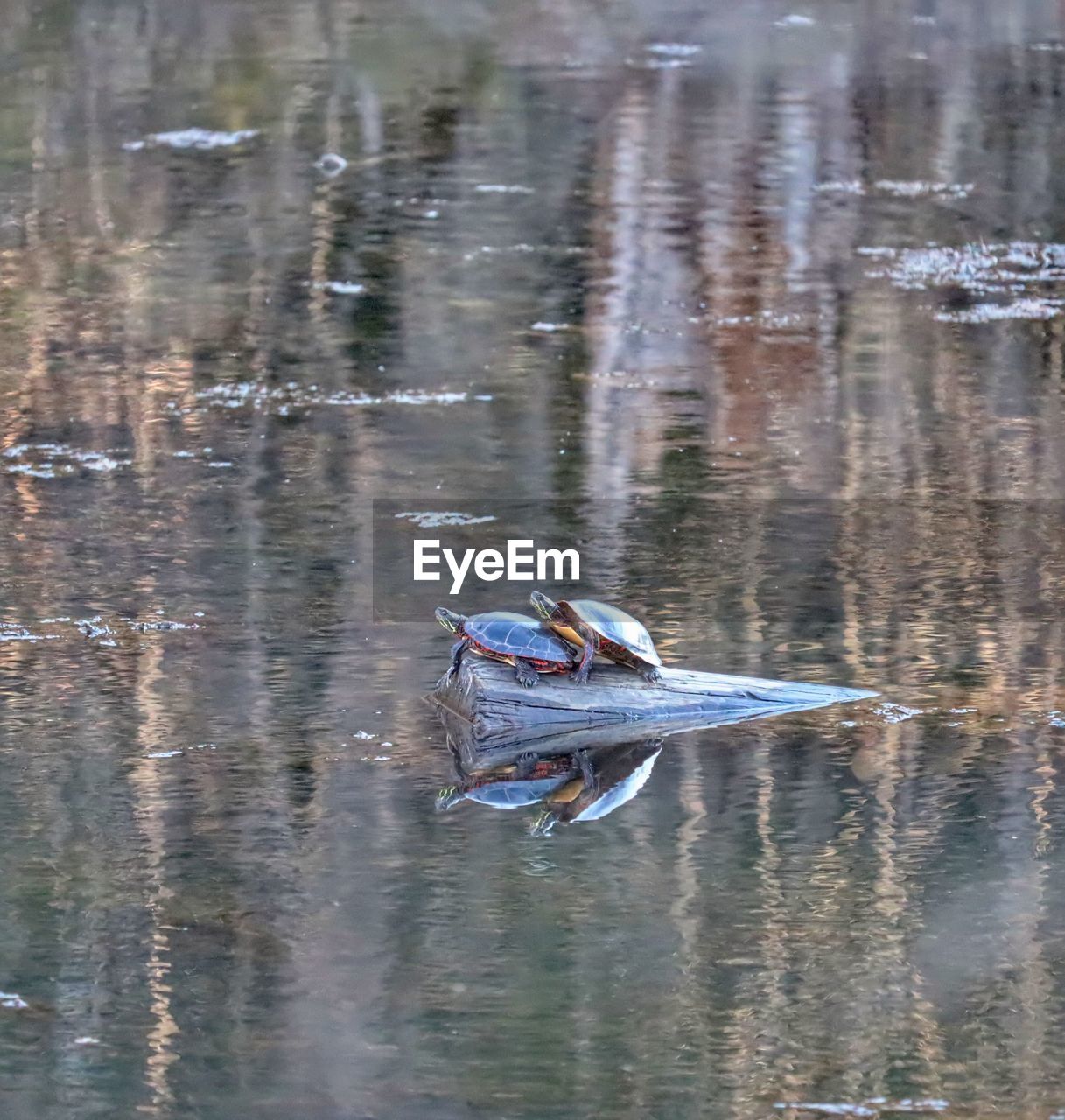 DUCKS SWIMMING IN LAKE