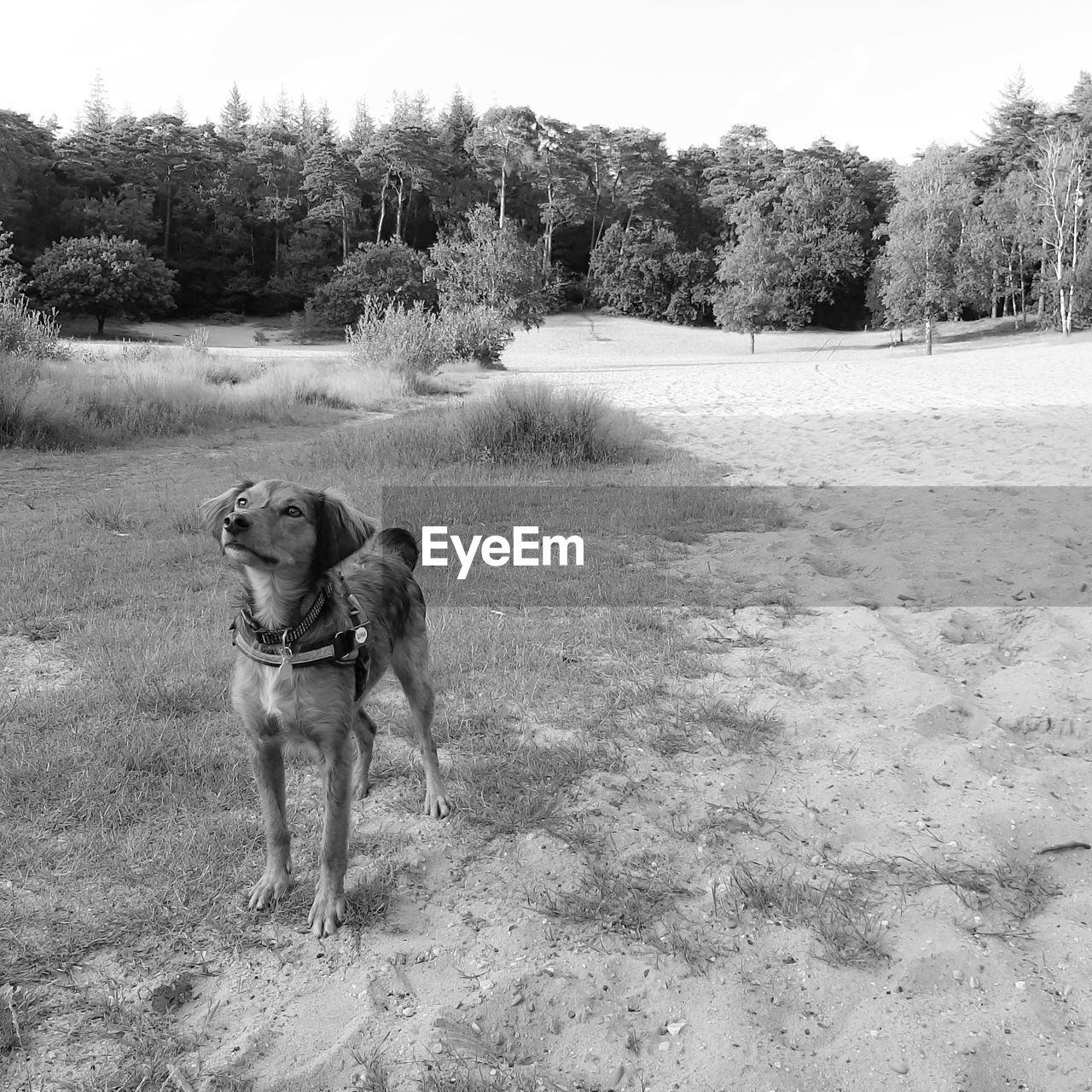 DOG STANDING ON FIELD BY STREET