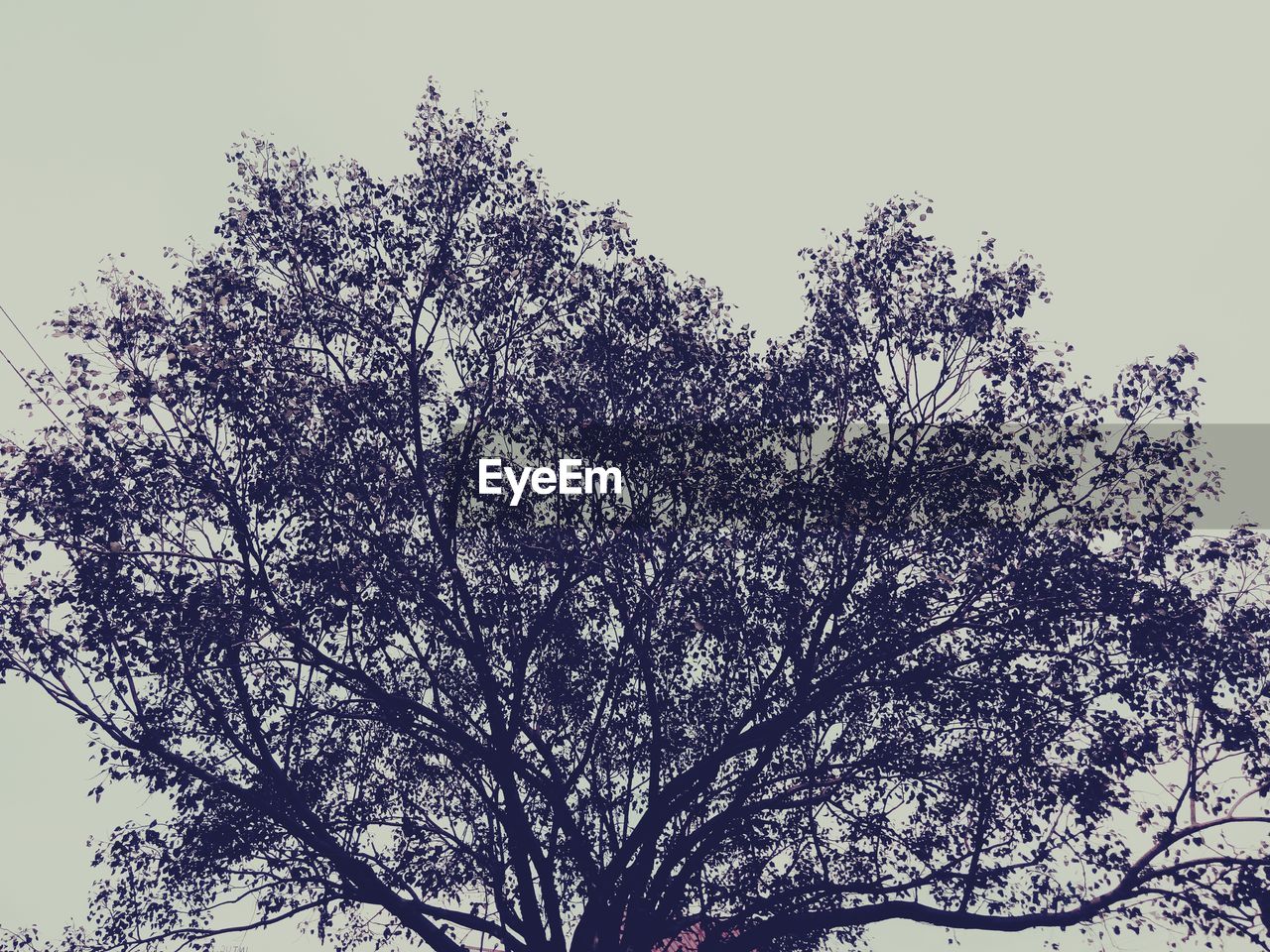 LOW ANGLE VIEW OF BRANCHES AGAINST CLEAR SKY