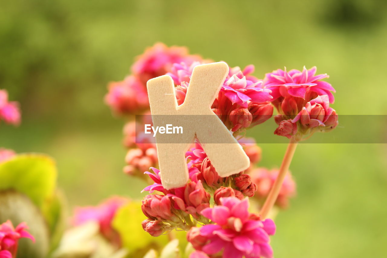 CLOSE-UP OF PINK FLOWER