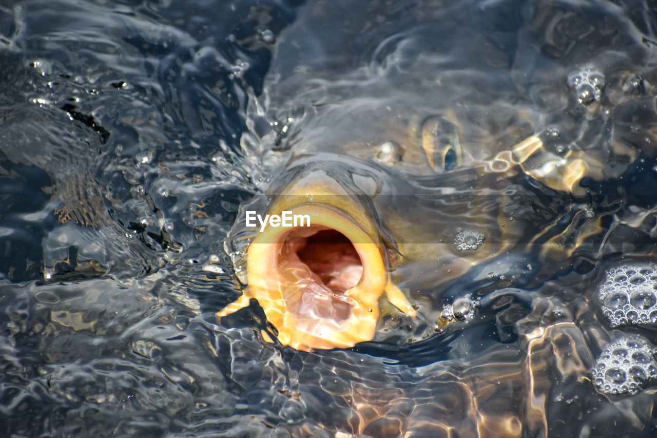 High angle view of fish swimming in sea