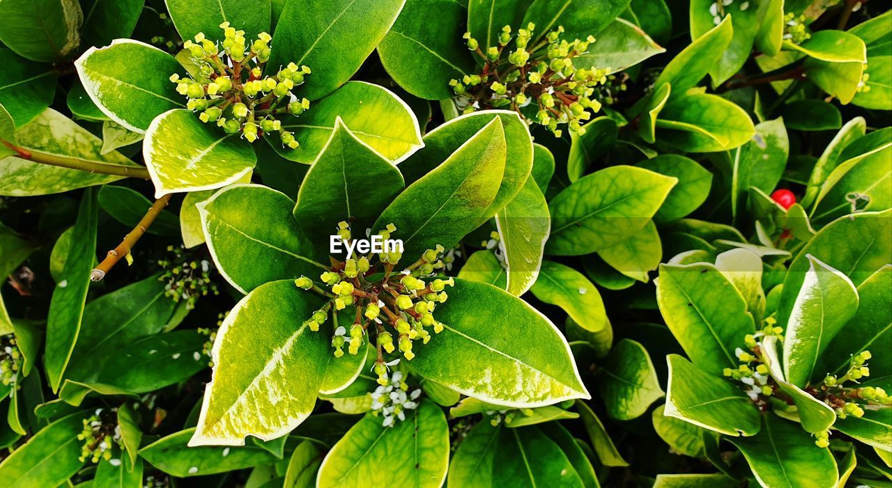 High angle view of flowering plant