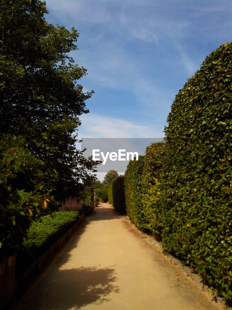 Footpath amidst trees and hedge at park