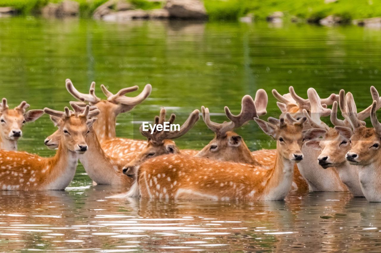 DEER IN LAKE