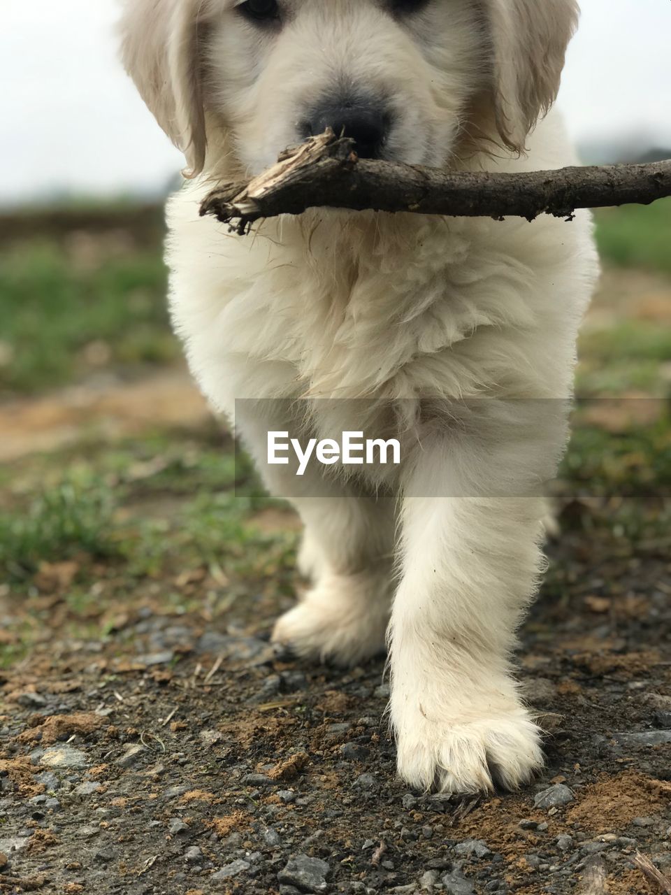 CLOSE-UP OF A DOG ON THE FIELD