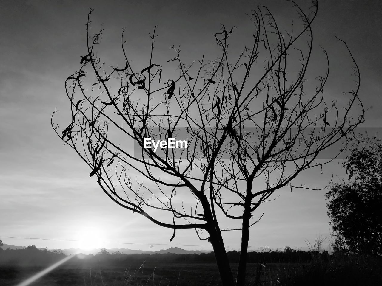 LOW ANGLE VIEW OF SILHOUETTE TREE AGAINST SKY AT SUNSET