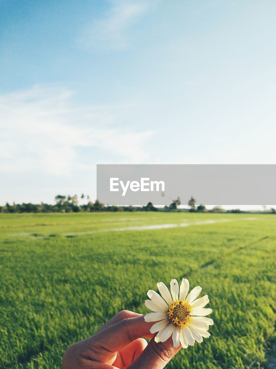 Cropped hand holding flower on grassy field against sky