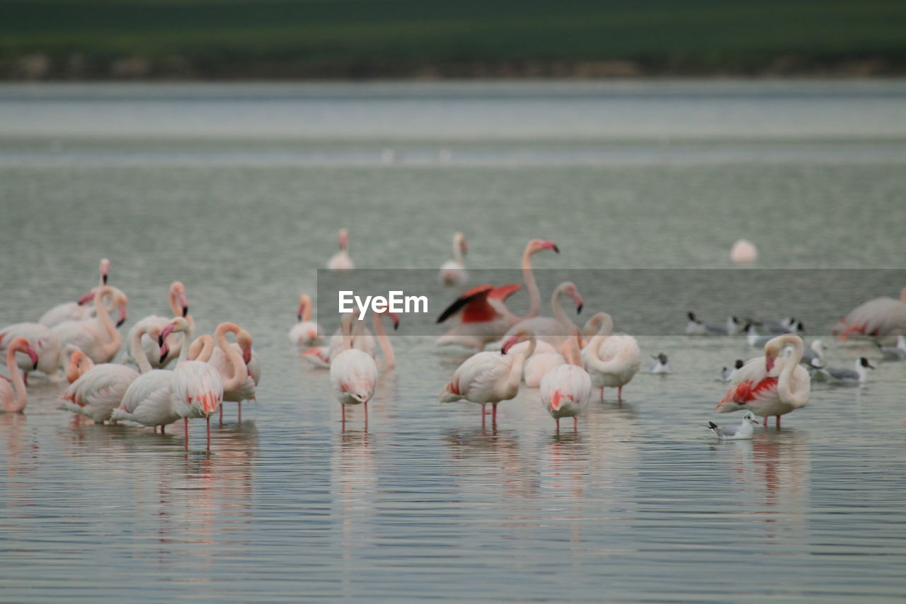 Flamingo birds in salt lake