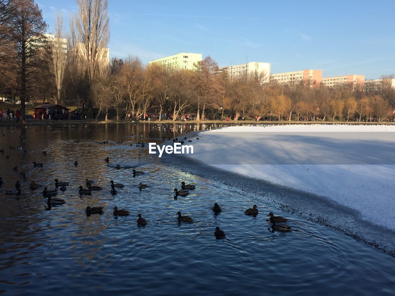 BIRDS SWIMMING IN WATER DURING WINTER