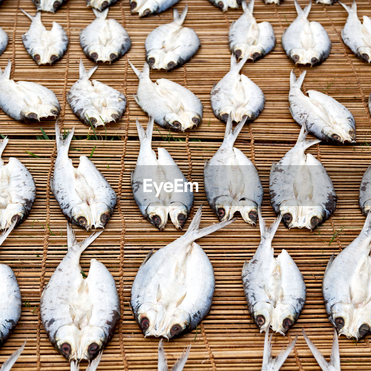 HIGH ANGLE VIEW OF WHITE BIRDS ON THE WALL