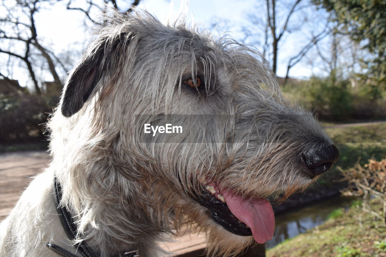 CLOSE-UP OF DOG ON TREE