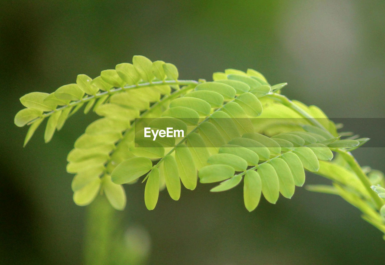 Close-up of fern leaves on tree