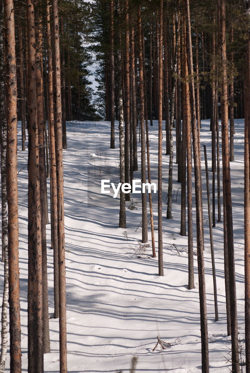 PINE TREES IN FOREST