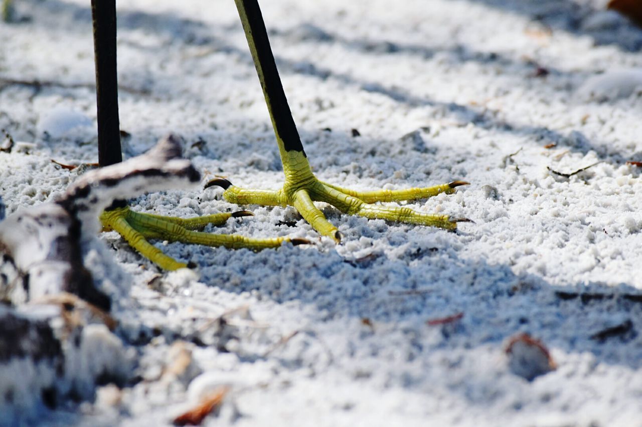 Low section of bird on white sand