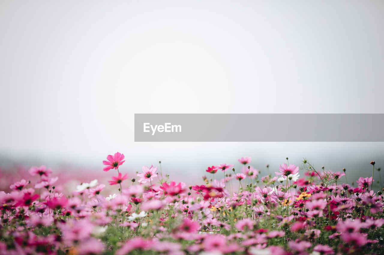 Close-up of pink cosmos flowers blooming on field against clear sky