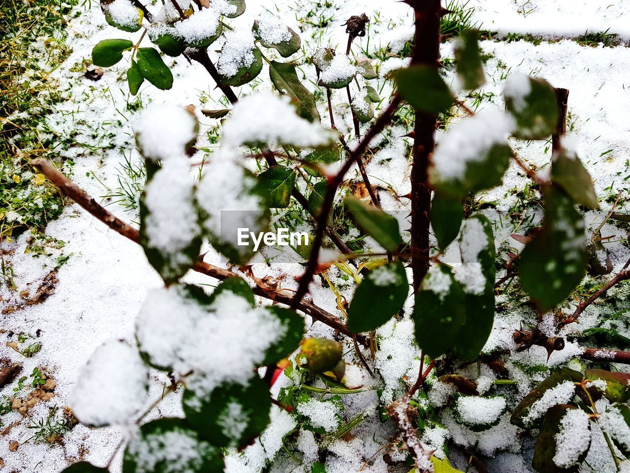 CLOSE-UP OF FROZEN TREE