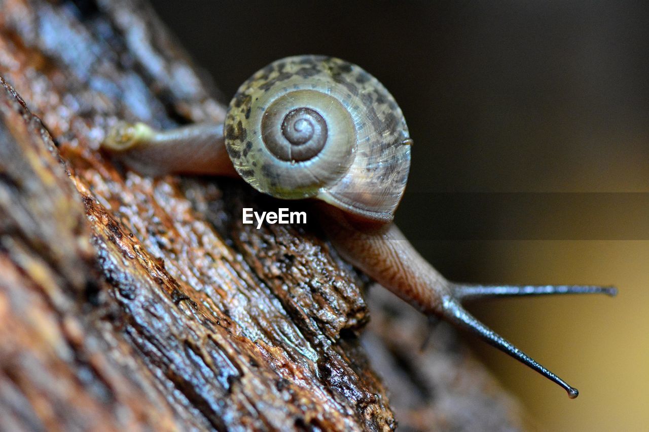 Close-up of snail