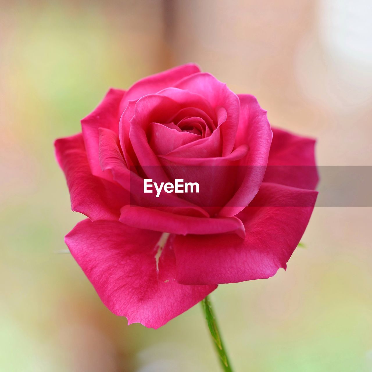 CLOSE-UP OF ROSE BLOOMING OUTDOORS