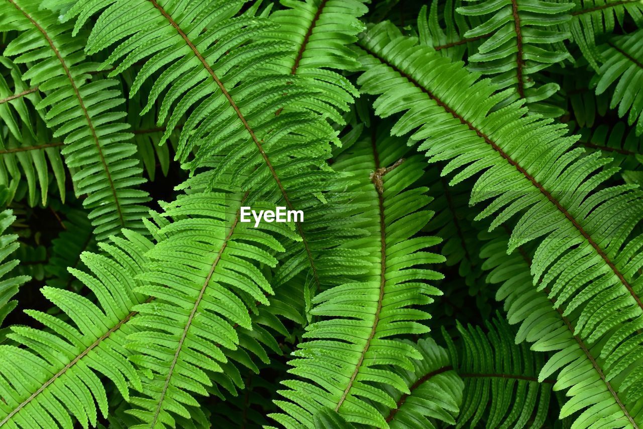 Close-up of green leaves