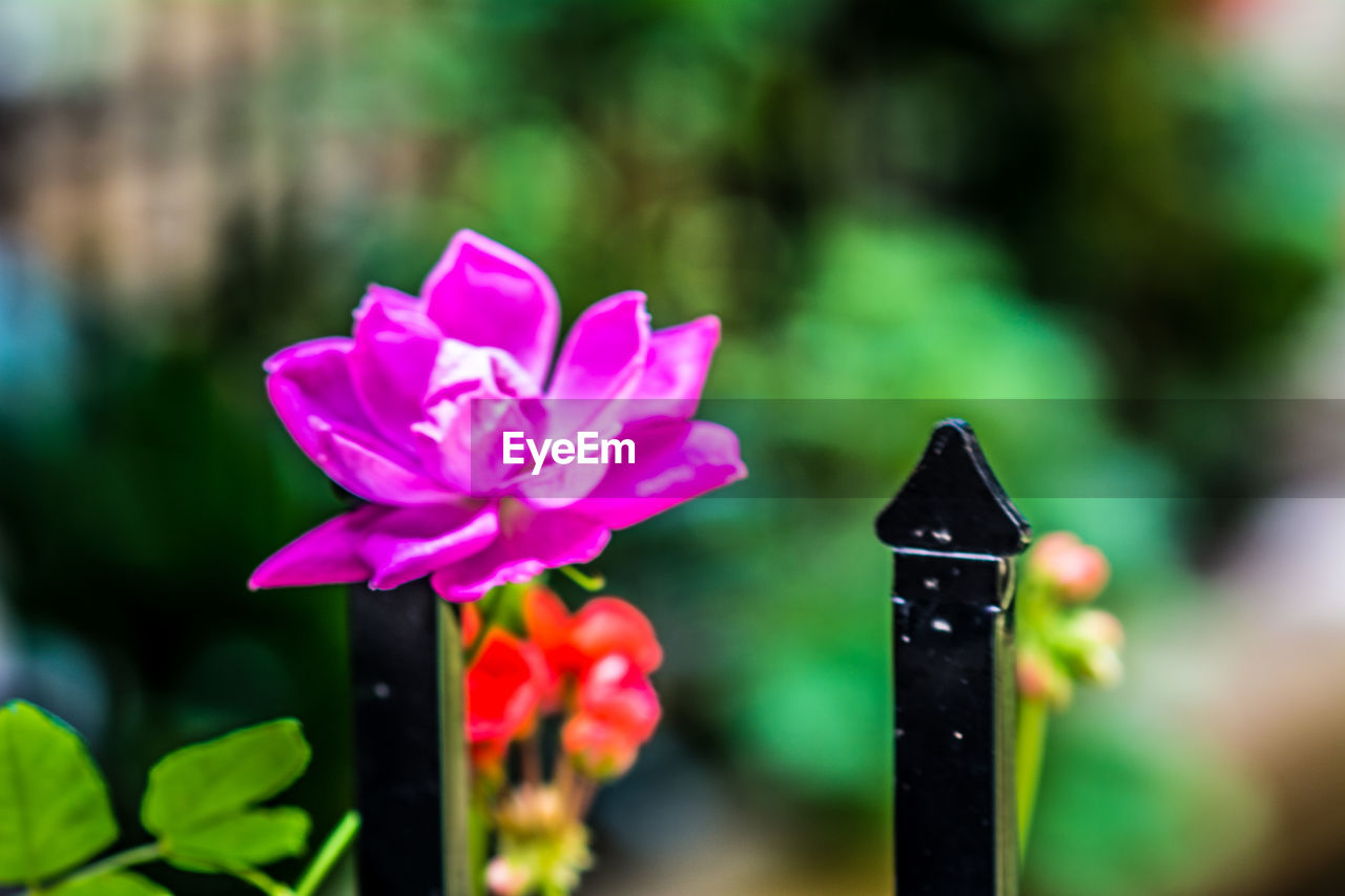 CLOSE-UP OF FLOWER BLOOMING