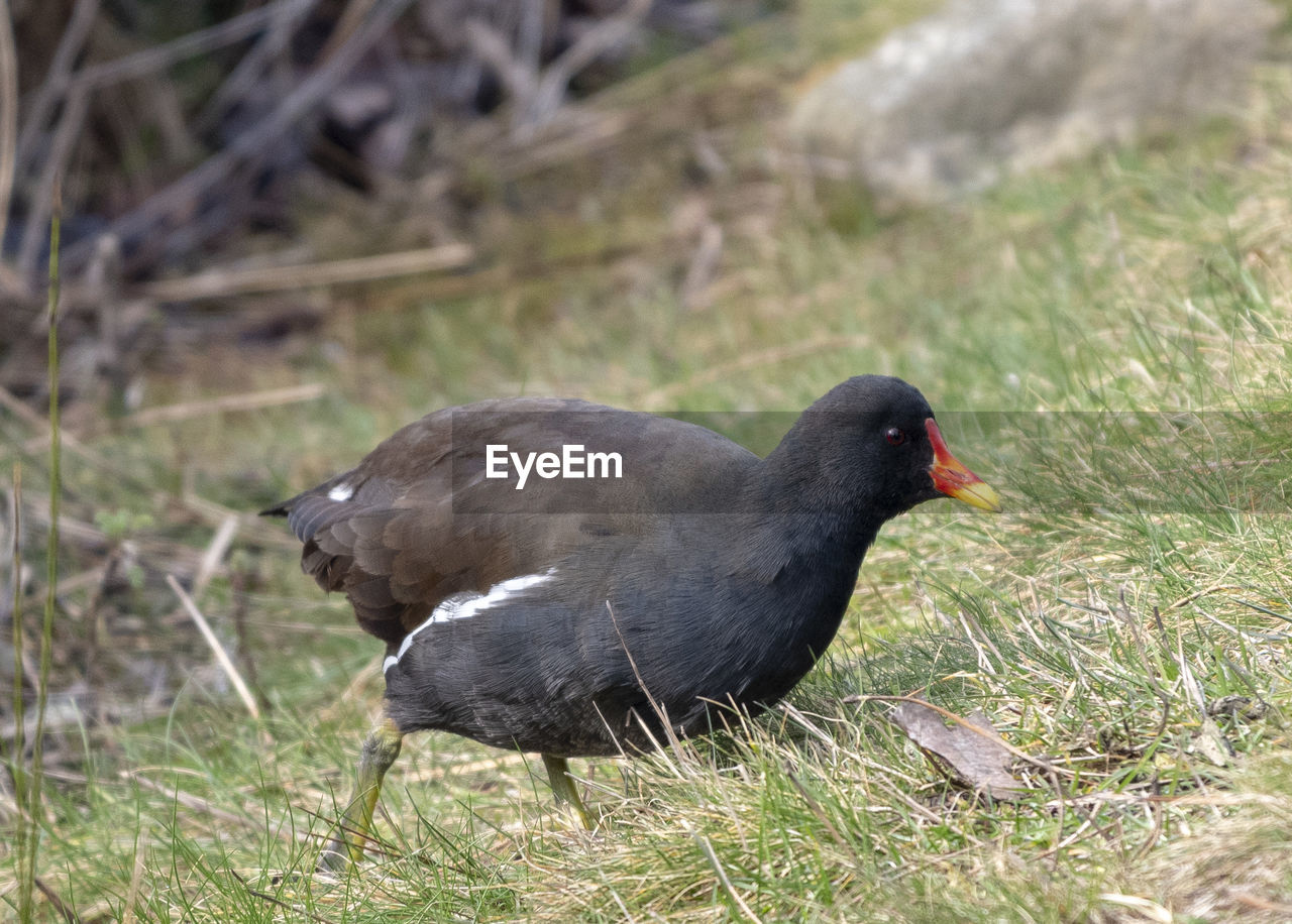 animal themes, animal, bird, animal wildlife, wildlife, one animal, grass, beak, stock dove, nature, black, plant, no people, blackbird, side view, day, outdoors