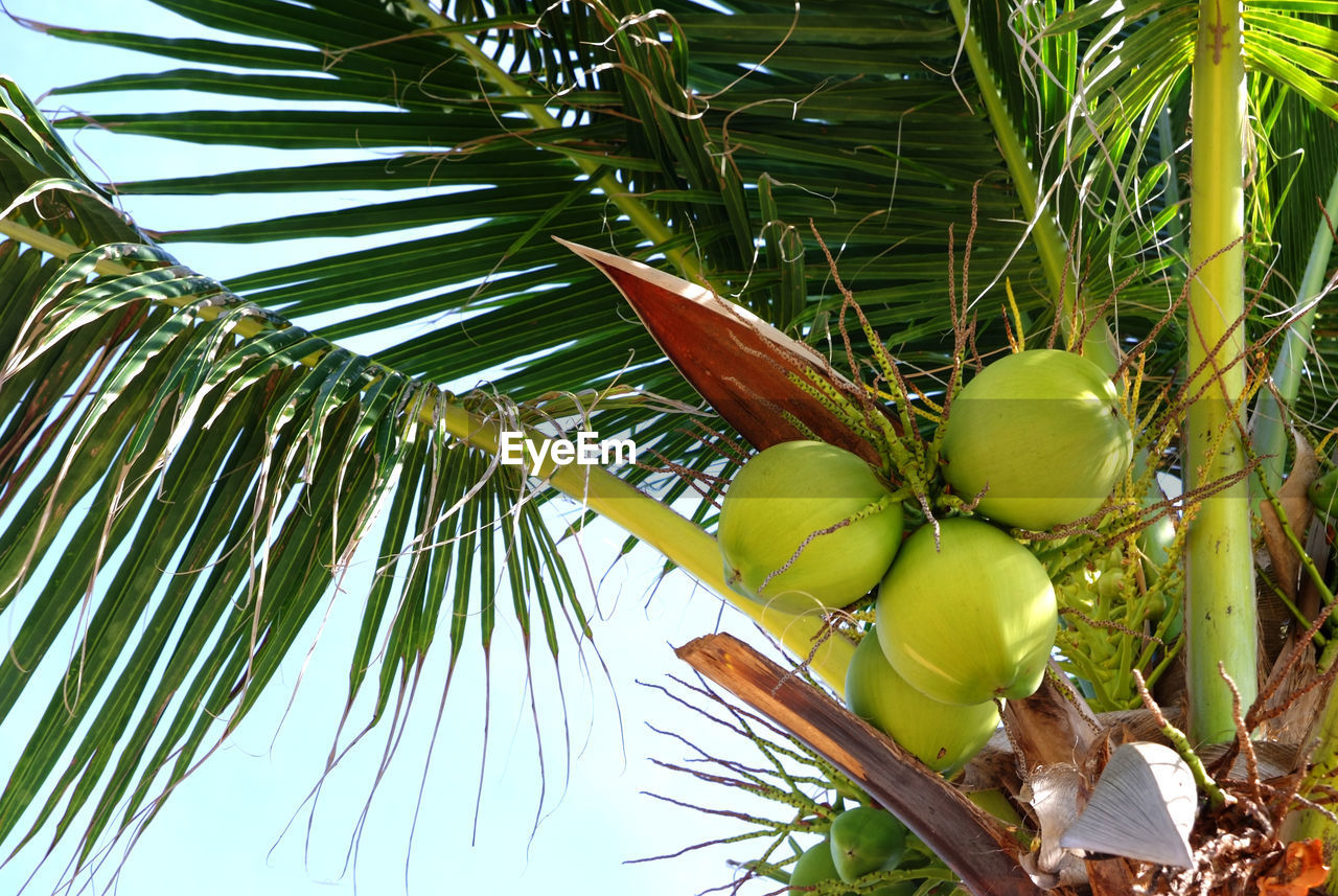 LOW ANGLE VIEW OF COCONUT PALM LEAVES