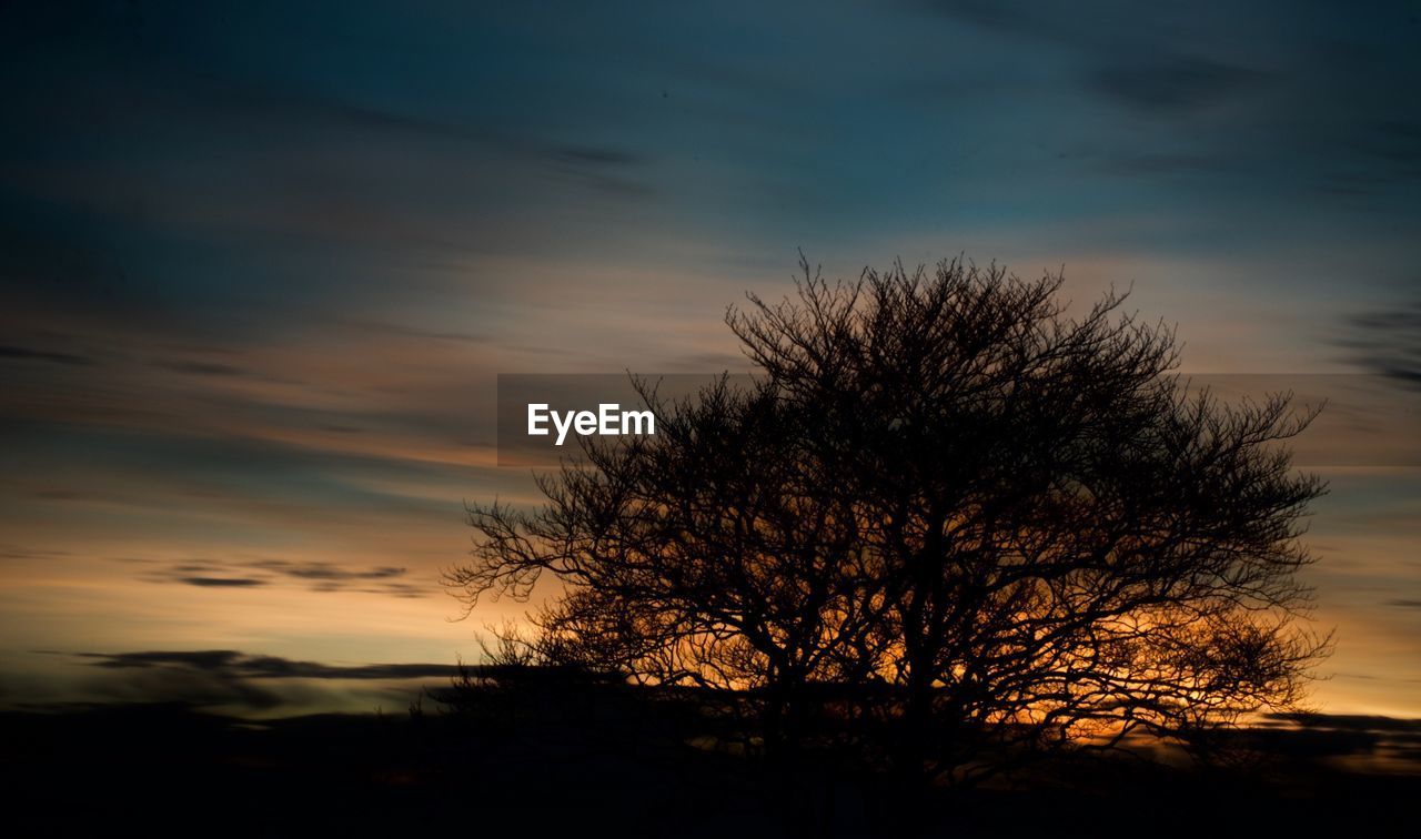 SILHOUETTE OF TREE AGAINST SKY DURING SUNSET