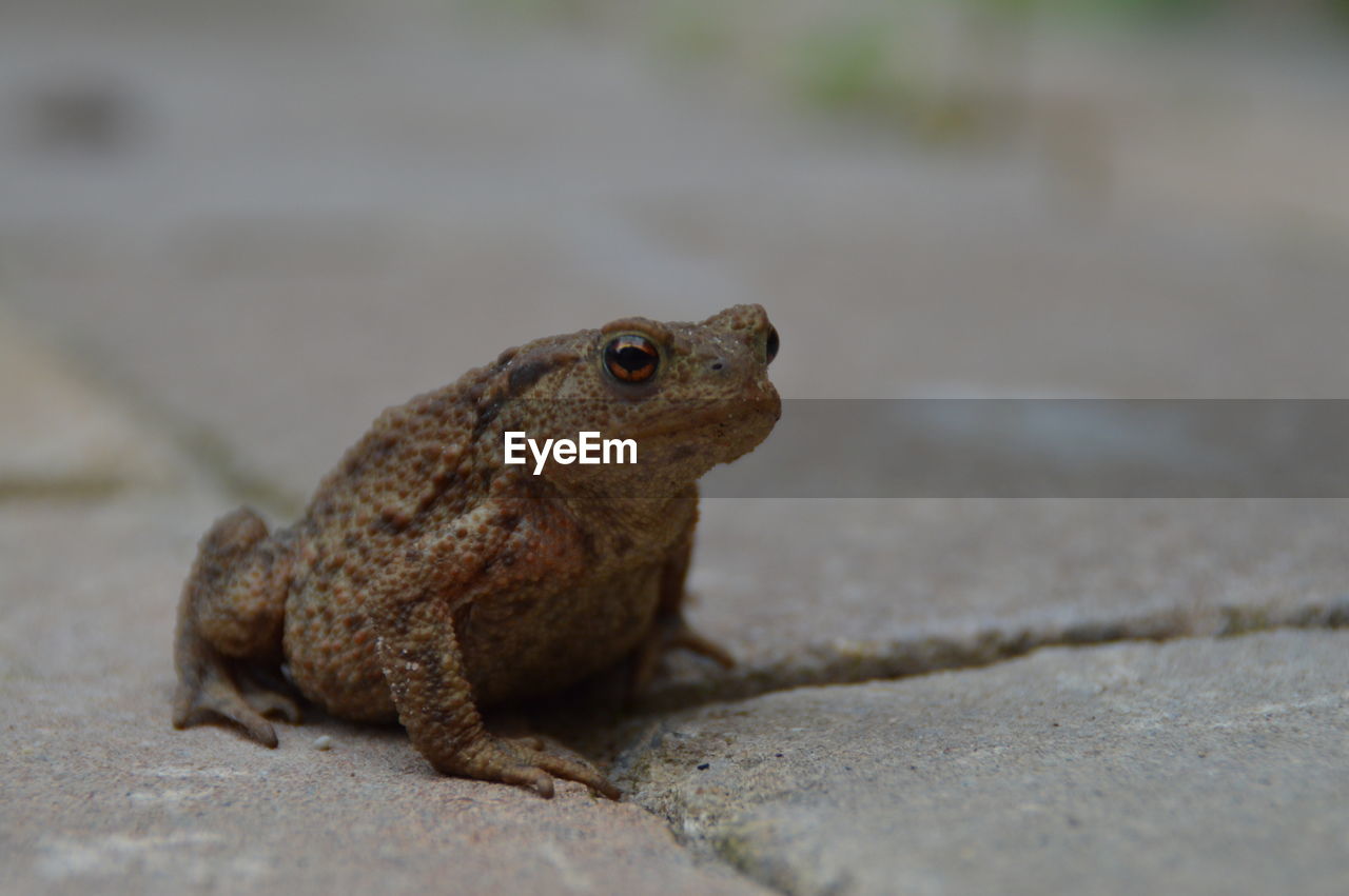 Close-up of lizard