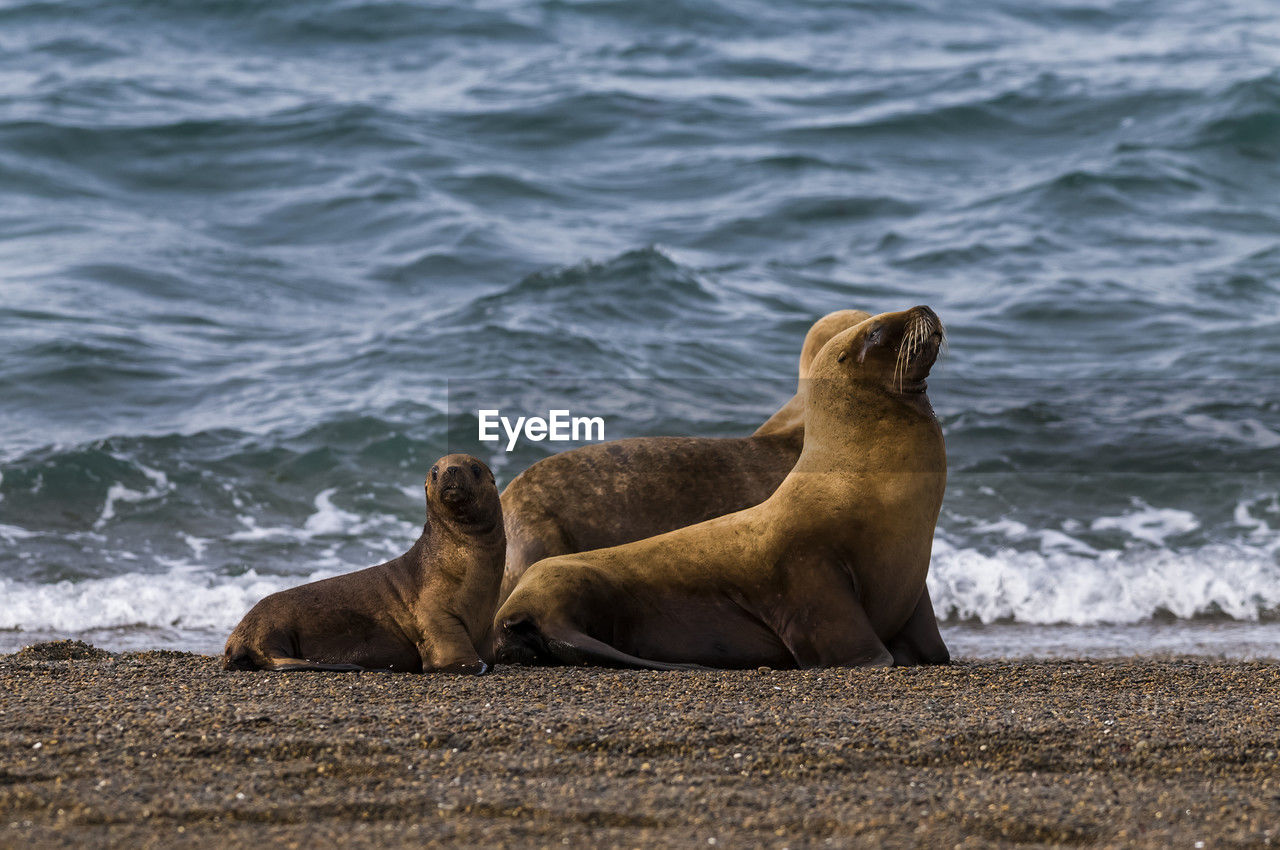 close-up of sea lions on beach