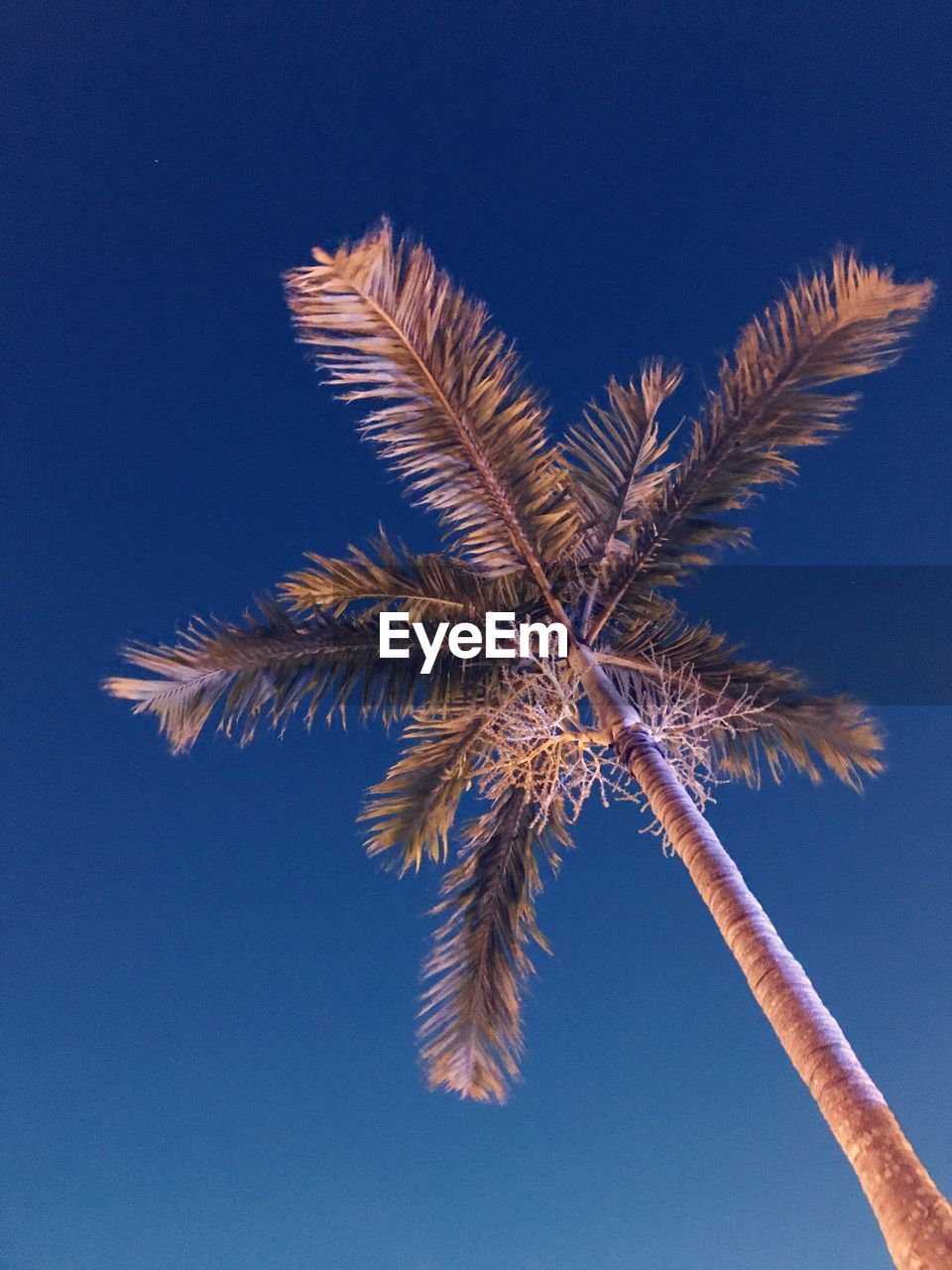 LOW ANGLE VIEW OF PALM TREE AGAINST SKY