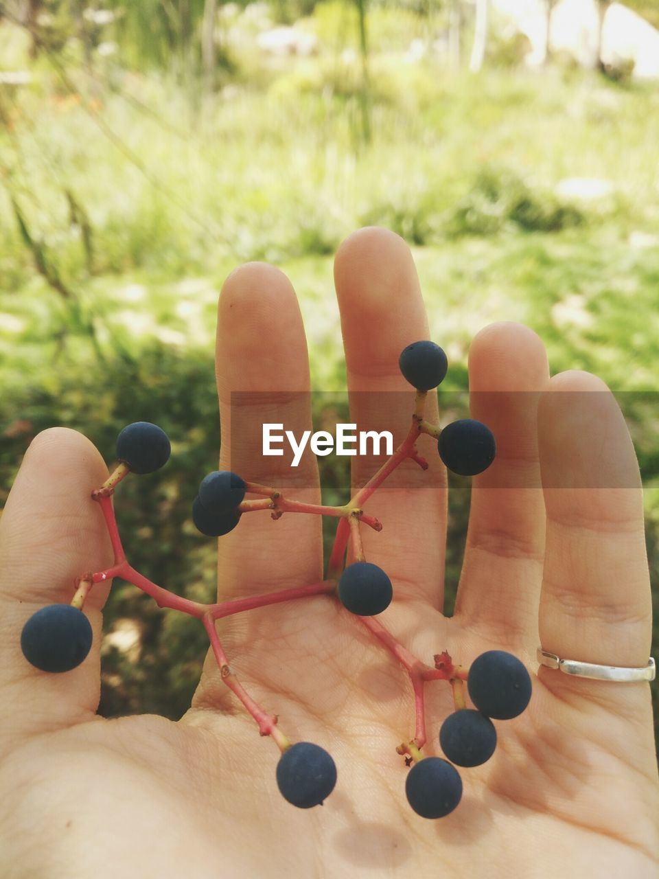 CLOSE-UP OF HAND HOLDING LEAVES