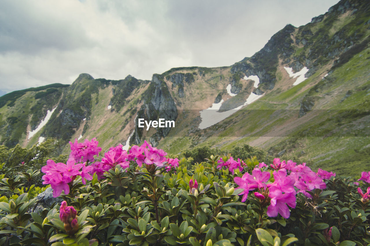 Close up rhododendron azalea flowers bush in valley concept photo